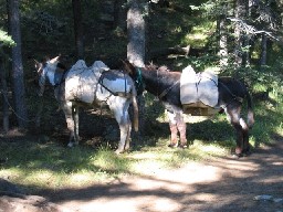 Burros Packed at Pueblano 2005.jpg